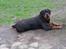 Rottweiler Fafner<3 |Faffe'laffe|<3 - Selvfølgelig skal man ud og rulle sig når man lige har været i bad :I<3
