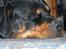 Rottweiler Fafner<3 |Faffe'laffe|<3