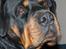 Rottweiler Fafner<3 |Faffe'laffe|<3