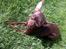 Russisk toy terrier TisTis
