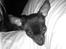 Russisk toy terrier TisTis