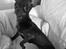 Russisk toy terrier TisTis