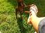 Russisk toy terrier TisTis