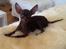 Russisk toy terrier TisTis