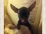 Russisk toy terrier TisTis