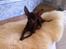 Russisk toy terrier TisTis