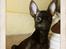 Russisk toy terrier TisTis