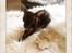 Russisk toy terrier TisTis