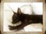Russisk toy terrier TisTis