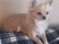 Chihuahua Timon