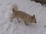 Chihuahua Timon