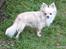 Chihuahua Timon
