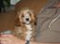 Blanding af racer (Cavoodle) Nuggi 
