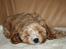 Blanding af racer (Cavoodle) Nuggi  - Tager sig lige en lur i sofaen :)