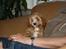 Blanding af racer (Cavoodle) Nuggi 