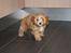 Blanding af racer (Cavoodle) Nuggi 