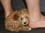 Blanding af racer (Cavoodle) Nuggi  - Nuggi elsker at lægge sig i mellem fødderne, også selvom der ikke altid er SÅ meget plads ;D