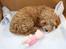 Blanding af racer (Cavoodle) Nuggi 