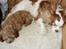 Blanding af racer (Cavoodle) Nuggi  - Sover i sofaen med Angel-pigen :)