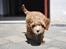 Blanding af racer (Cavoodle) Nuggi 
