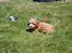 Blanding af racer (Cavoodle) Nuggi 