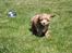 Blanding af racer (Cavoodle) Nuggi 