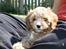 Blanding af racer (Cavoodle) Nuggi 