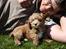 Blanding af racer (Cavoodle) Nuggi 