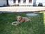 Blanding af racer (Cavoodle) Nuggi 