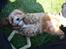 Blanding af racer (Cavoodle) Nuggi 