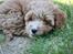Blanding af racer (Cavoodle) Nuggi 