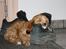 Blanding af racer (Cavoodle) Nuggi  - Nuggi elsker også at tage en lur i vores sko, her er det far's arbejdssko der har fået besøg :)