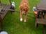 Nova scotia duck tolling retriever Bella - Bella i et hjemmelavet spring:D