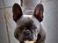 Fransk bulldog Buffy - 6 mdr. gammel - begyndende muskelmasse ")