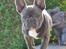 Fransk bulldog Buffy