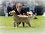 Golden retriever Leongolden a little bit of Heaven - udstilling DRK 27-05-12
ANGEL exc. og 2 vinder i junior klasse