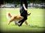 Golden retriever Leongolden Cha Cha Cha
