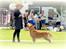Golden retriever Leongolden Cha Cha Cha - Udstiling DRK 27-05-12
Cha Cha fik exc. og 3 vinder i Åben klasse