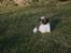 Shih tzu Gizmo ( blue shih tze )