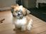 Shih tzu Gizmo ( blue shih tze )