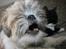 Shih tzu Gizmo ( blue shih tze )