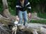 Shih tzu Gizmo ( blue shih tze )