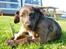 Blanding af racer Wilma (Labrador/dsg) - Nyder livet på campingen