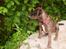 Blanding af racer Wilma (Labrador/dsg)