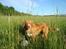 Nova scotia duck tolling retriever Redborn first Contact (Dixie) [Himmelhund] - 6 måneder