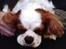 Cavalier king charles spaniel Cocio 2006-2016