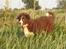 Border collie Quince Tree Ashlyn