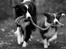 Border collie Quince Tree Ashlyn