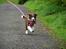 Border collie Quince Tree Ashlyn