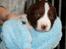 Border collie Quince Tree Ashlyn